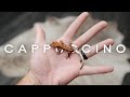 How To ID Cappuccino Crested Geckos ( & Fraps)