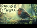 Ранняя пташка