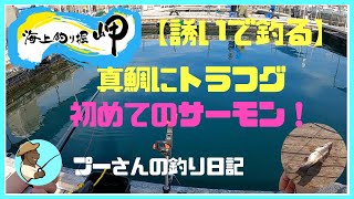 海上釣堀 岬【誘いで釣る！】　真鯛にサーモン、トラフグ狙ってみた　《 プーさんの釣り日記 》