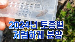 토종벌 신왕 저렴하게 분양 #토종벌 #양봉 #귀농 #분양