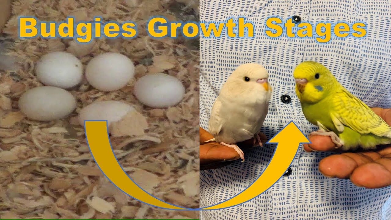 Budgies Growth Stages - YouTube