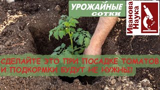 Положите ЭТО в лунку при посадке рассады и забудьте о подкормках! 6 БЕСПЛАТНЫХ способов для лунок!