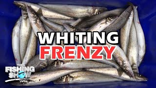 VIC vs QLD: Whiting FISH-OFF!