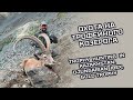 Trophy hunting in Kazakhstan. Djungarian ibex , gold trophy . Охота на трофейного козерога