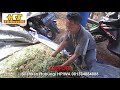 Domba Garut Daerah Purwakarta Makan Debok Pisang Sistem Hcscommando