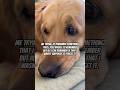 POV: overthinking 🤨#dog #adhd #funny #goldens #dogs #trending #viral #shorts #comedy #yt #fyp