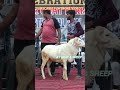 HEAVY WEIGHT GUNTUR LIVE WEIGHT 60+ ON TWO TEETH #shorts #virulshorts #trending #trendingshorts