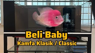 Beli Baby Louhan Kamfa Classic / Klasik #flowerhorn