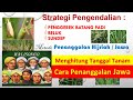 How to Control the Rice Stem Borer by Planting the Hijri Calendar Method, Java