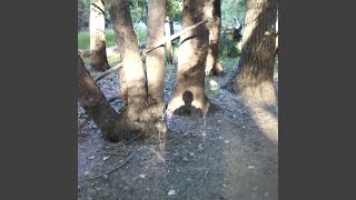 catnip mouse