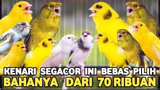 KENARI SEGACOR INI BEBAS PILIH WARNA HARGA BAHAN DARI 70 RIBUAN BEBAS PILIH PASAR BURUNG PRAMUKA