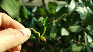 Germinating seeds with a zipper pack and planting in soil