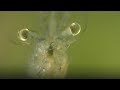 See What's Inside A Ghost Shrimp / Glass Shrimp