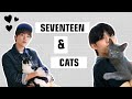 Seventeen with cats 🐱
