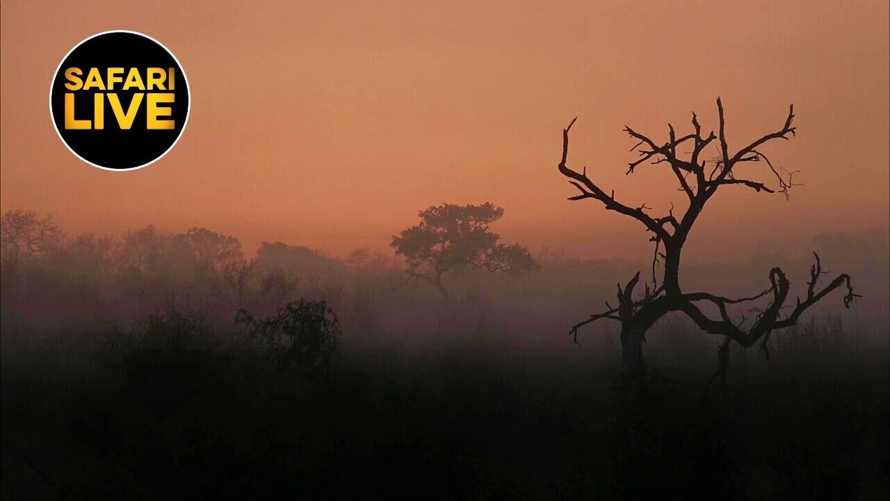 Safarilive Sunrise Safari May 25 2019 Youtube