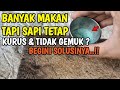 D.K : Sapi makan banyak tapi tetap kurus, Begini solusinya agar sapi cepat gemuk dan sehat !!