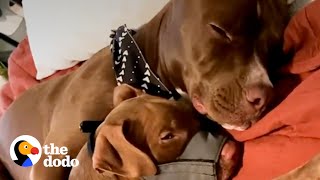 Pittie Begs His Mom To Keep A Pittie Puppy Half His Size  | The Dodo Pittie Nation