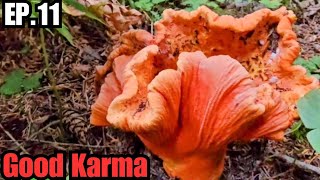 Lobster Mushroom Hunting EP.11 (Good Karma)