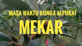 Masa Waktu Bunga Alpukat Mulai Mekar