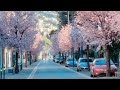 Cherry Blossom trees 🌸||#Manipur mao Festival || Sahil chaadi