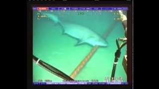 Shark attack on subcable wmv