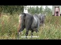 A Horse a cross between a donkey. Amazing videos about horses