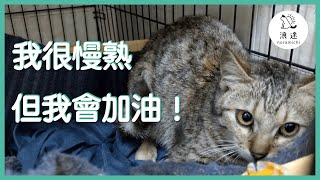 EP03 親訓貓咪要送養，我很慢熟但我會加油 Rehome for little kitten. Took her some times to get used to it 浪途 noramichi