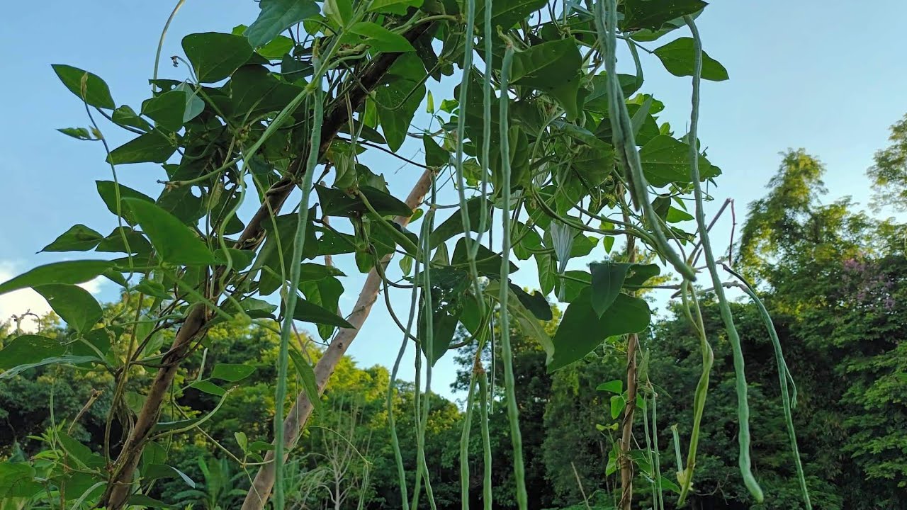 Harvesting Long Beans In The Farm Youtube