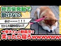 柴犬さんの動画見て笑ったら寝ろwwwwwwwwwwwww