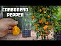 Carbonero Pepper from Tony Sherwood