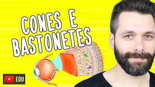 CONES E BASTONESES - As células da Visão | Biologia com Samuel Cunha