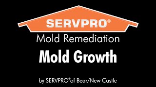 Understanding Mold Growth: What Mold Needs to Grow