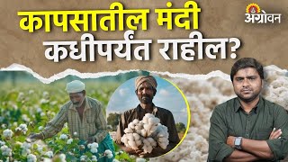 Cotton Market: कापूस बाजारावर जास्त आवकेचा दबाव; यंदा उत्पादन घटले | Agrowon