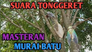 SUARA TONGGERET DAN GEMERCIK AIR || COCOK UNTUK RELAKSASI DAN MASTERAN BURUNG MURAI BATU