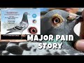 MAJOR PAIN STORY |Reggie Cruz Loft & Aviary #reggiecruzline #reggiecruzloft #racingpigeon