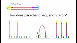 NGS How does paired end sequencing work?