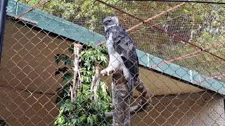 ANIMAIS DO PARQUE DE DOIS IRMÃOS O ZOOLÓGICO DO RECIFE NOVAS IMAGENS