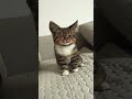 Bonekanya abis batrai 😭 #cat #catlover #Catvideos #cute #kucing