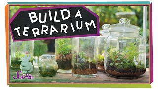 Build a Tiny Plant World! | Science Project for Kids