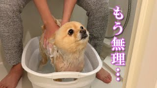 大嫌いなお風呂で感情を失った愛犬が可愛い…笑