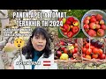 KALAP PANEN APEL TERAKHIR DI TAHUN 2024 || PANEN TOMAT