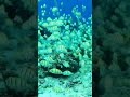 Clouds Fishes#fish #habits #viral#feedshorts#shortsfeed#underwater#lombok#indonesia #fisherman #ikan