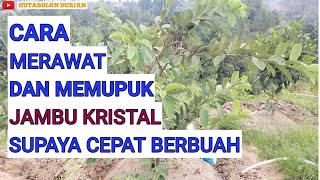 Cara Merawat dan Memupuk JAMBU KRISTAL Supaya Cepat Besar dan Berbuah