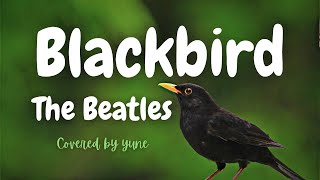 ブラックバード/ザ・ビートルズ（歌詞＋和訳）#Blackbird#TheBeatles　#PaulMcCartney【ビートルズ女性カバー】 ＃洋楽和訳　yuneカバー