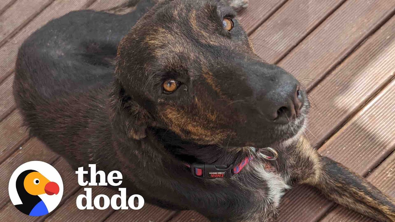 Momma Dog Brings A Woman To Her Puppies And Becomes A Huge Foster Fail