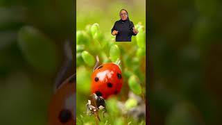 Why Are There Ladybugs in Your Home This Winter?