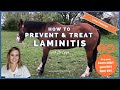 How To Prevent & Treat Laminitis In Horses | Live Tutorial | Your Vet Online