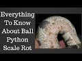 Everything To Know About Ball Python Scale Rot - Benjamin's Exotics