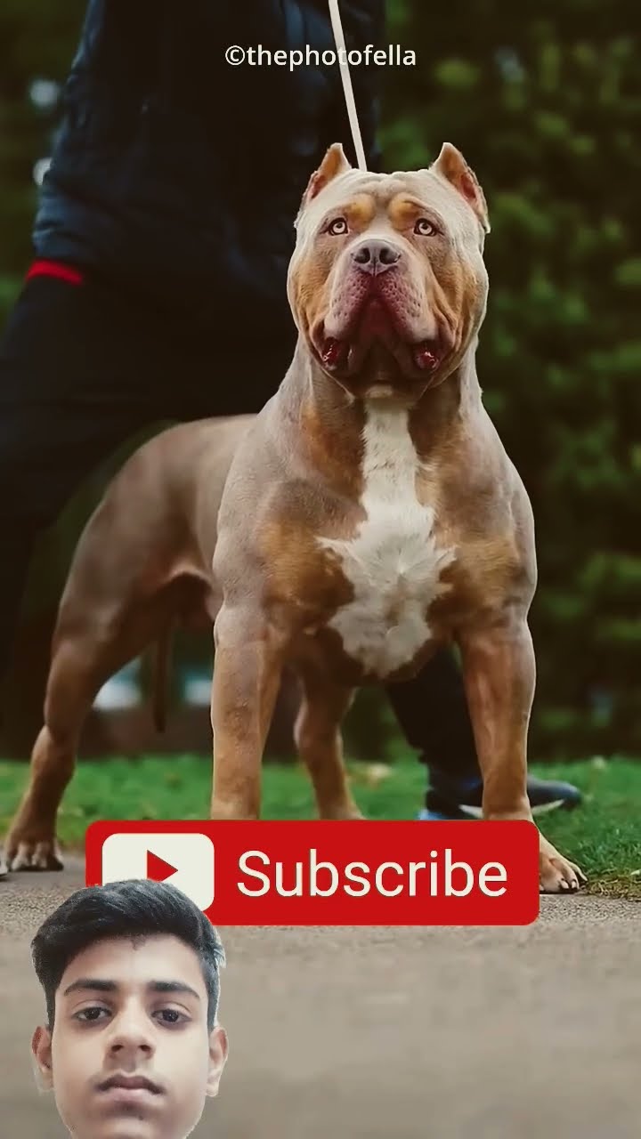 This Pitbull Dog Can Beat Komodo?😱 - YouTube