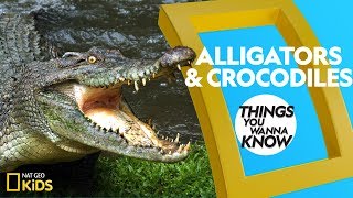Cool Facts About Alligators and Crocodiles | Things You Wanna Know